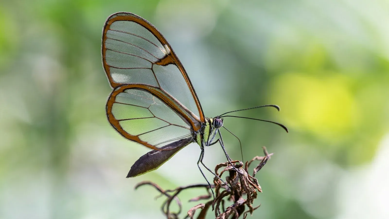 A glasswing butterfly with transparent wings rimmed in orange, perched on a dried plant stem against a soft green background, its near-invisible wings echoing the deceptive transparency at the heart of Project Glasswing